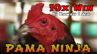 SEJARAH AYAM PAMA NINJA❗️❗️❗️