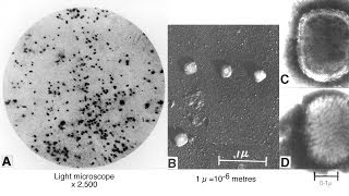 The Smallpox Virus -- Biological Weapon or Research Tool?