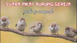 suara pikat TERBUKTI AMPUH burung GEREJA || pasti panen