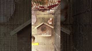 Mutation Finch pair laying down eggs🥚🥚🥚🥚