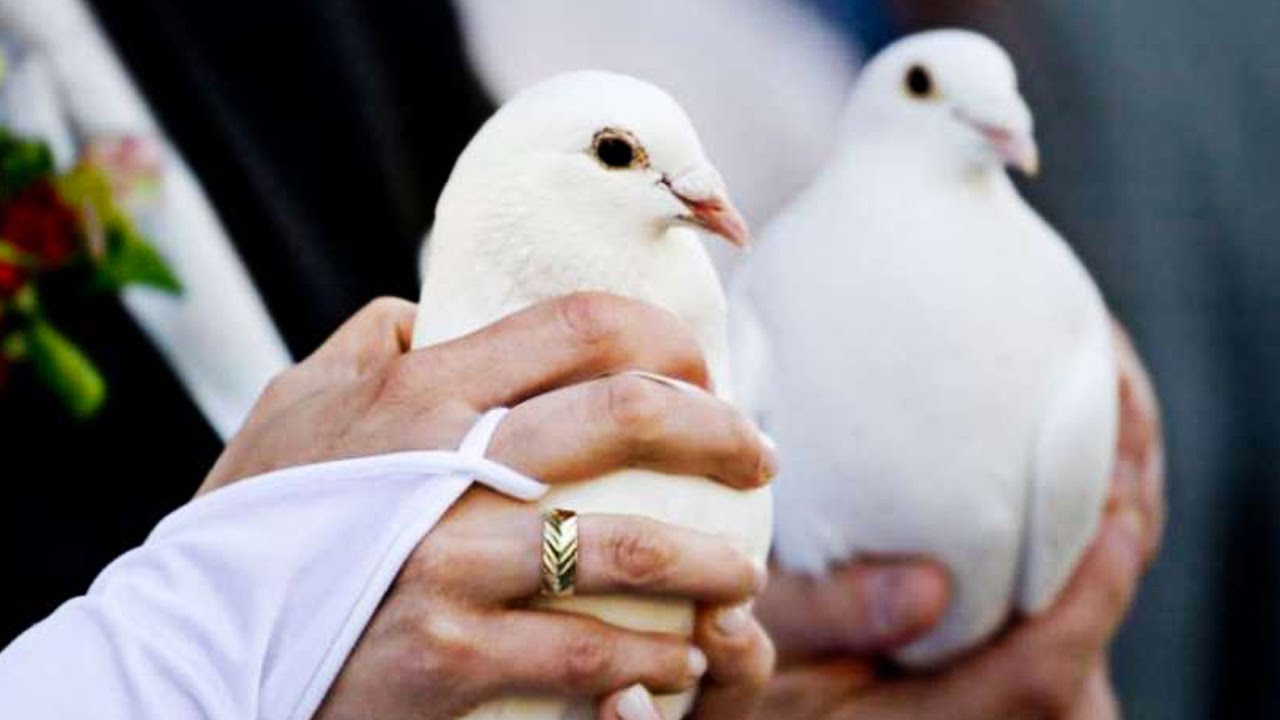 This Isn't a Dove  RIF 95