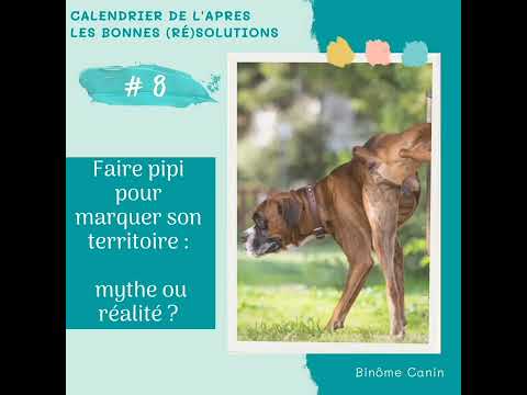 8 Le Marquage Urinaire Est Il Un Marquage De Territoire