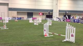 AKC 2012 Junior Invitationals
