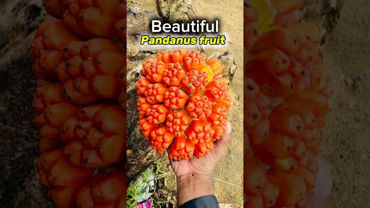Peeling a Rare Tropical Fruit – Pandanus 