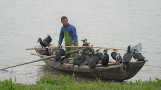 Fishing With Birds In China | Cormorant catching fish in winter