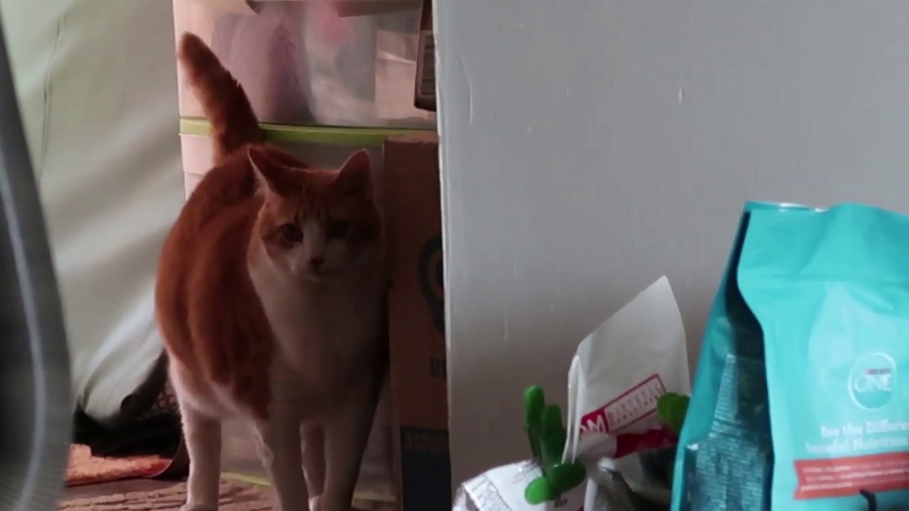 Stalker Cat Stalks YouTube