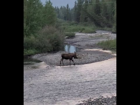 Canadian Moose Crossing The River