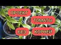 Мы Растём ! Рассада ТОМАТОВ. Проект РЕЗАНКИ.Китайский метод.Томаты без КОРНЕЙ. Эксперимент.