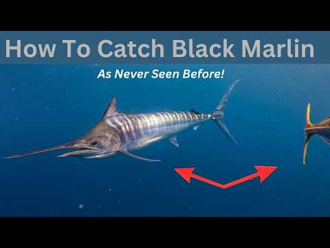 Reeling in 13 tons of Blue Marlin in 7 Days!  (Azores, Leg 6, Trip 2.2)