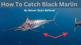 How to catch Black Marlin screenshot 3