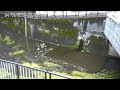 【善福寺川】荻窪橋映像監視局［杉並区荻窪5］