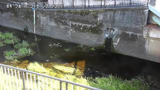 【善福寺川】荻窪橋映像監視局［杉並区荻窪5］