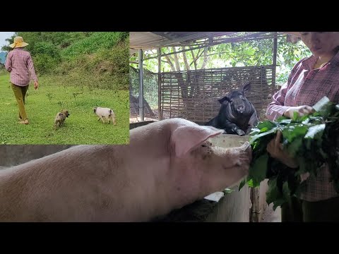 Video Con Lợn Chít Và Con Cún Bông Cùng Đi Làm Cỏ Ngô, Và... - youtube