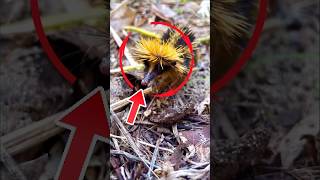 Animals That Look Completely FAKE… But Are REAL! #animals #ytshorts