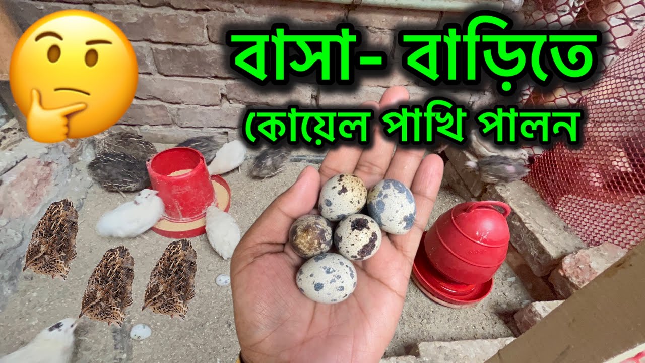 বাসা-বাড়ীতে  কোয়েল পাখি পালন পদ্ধতি✌️ How to raise quail Bird at home 😍 Easy way  