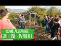 Allevare GALLINE ðŸ“Confronto con l'ESPERTO
