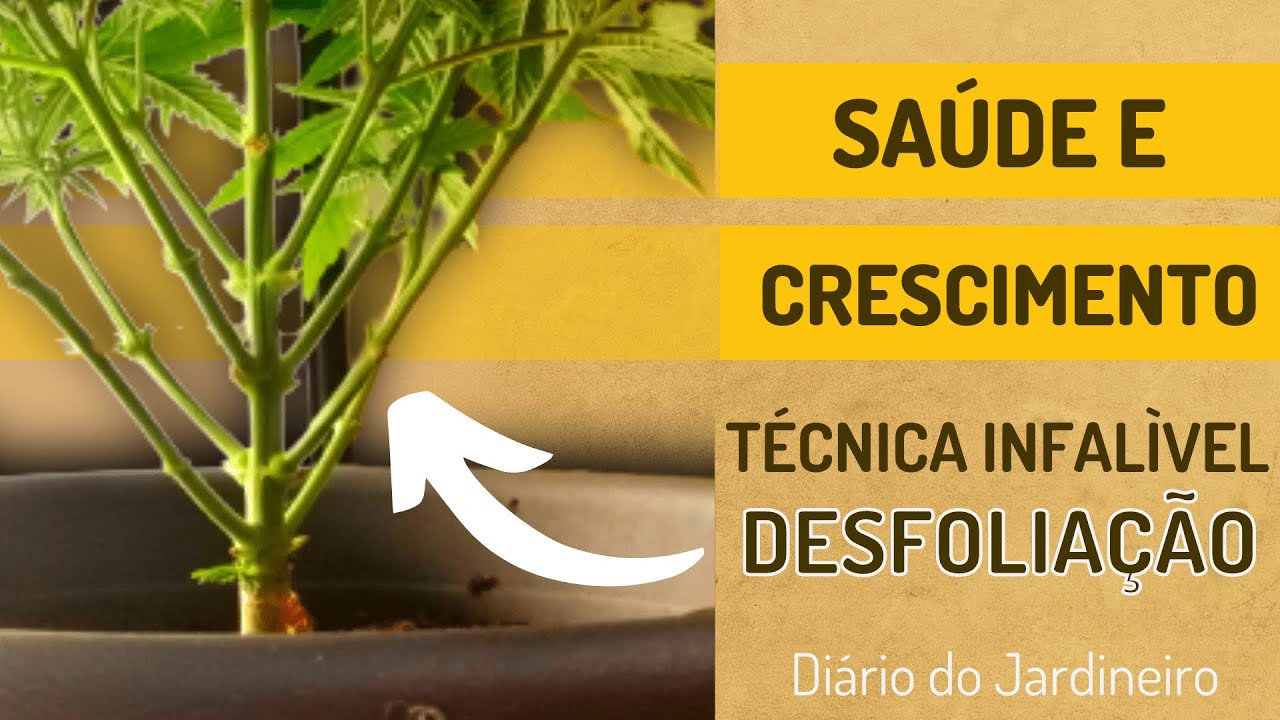 Desfoliação e os cuidados que você precisa na fase pré-floração - Diário do J4rdineiro