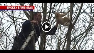 Cat Rescue By Springfield Firefighters Caught On Camera