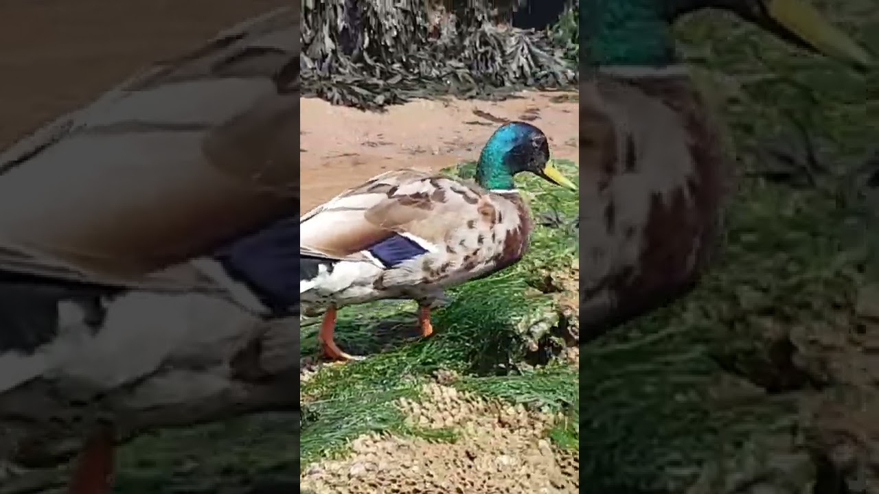 A Duck At The Beach!? 😂🦆 