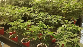🌱Grow Your Own🌲  👀 clones for next 💡4x4💡&🥶outdoor winter run🥶