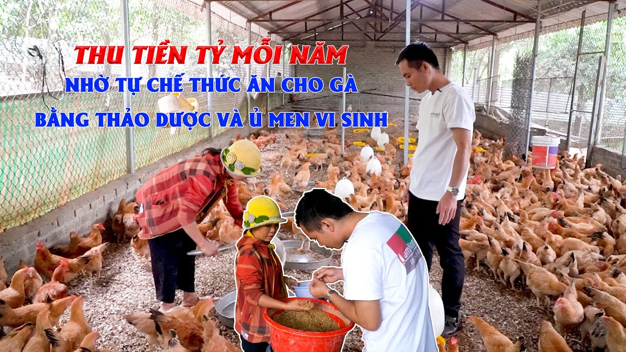 Nuôi gà bằng thảo dược - cách làm mới, hiệu quả cao |... - youtube