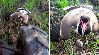 Brave Mother Bird Protects Eggs From Tractor