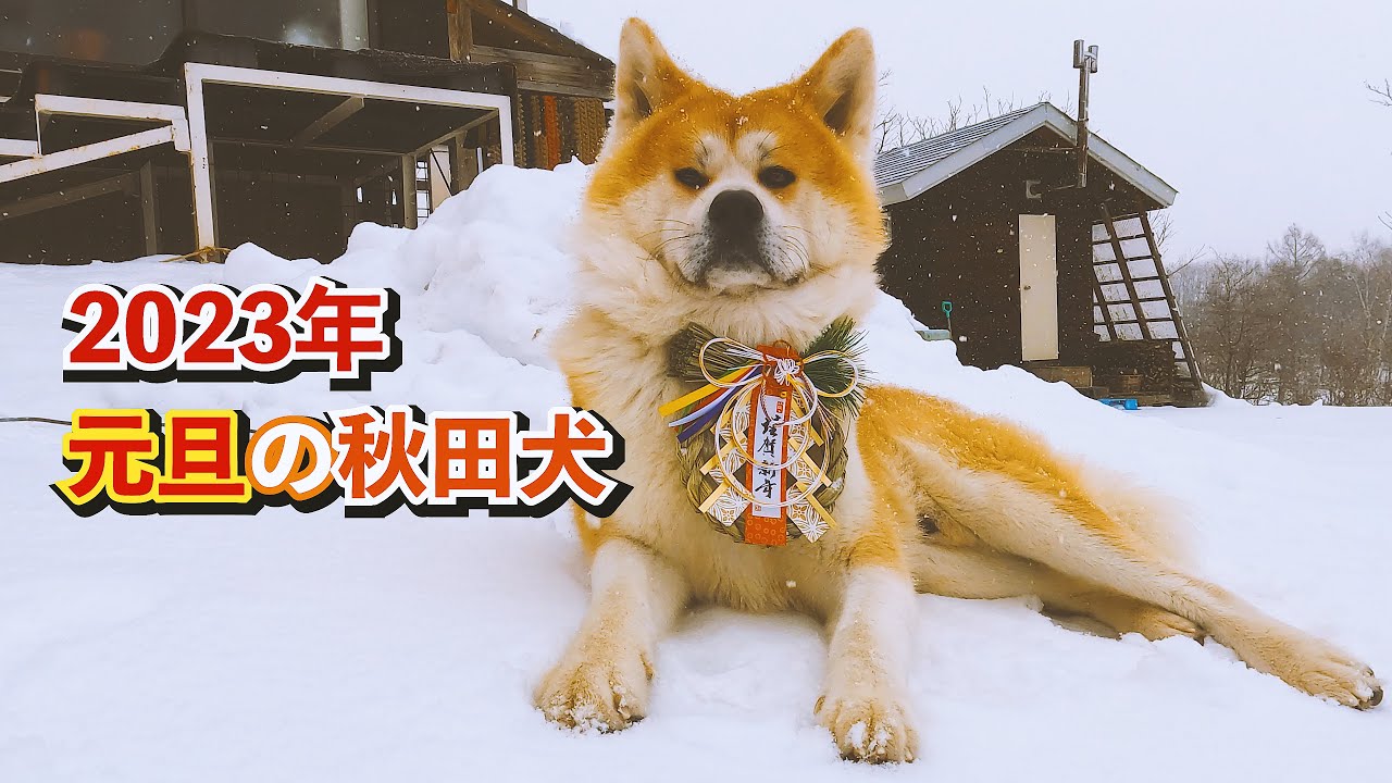 2023年元旦の、秋田犬 ”びしゃもん” のお散歩のようすです - YouTube
