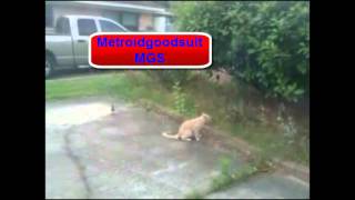 Fail compilation 2011