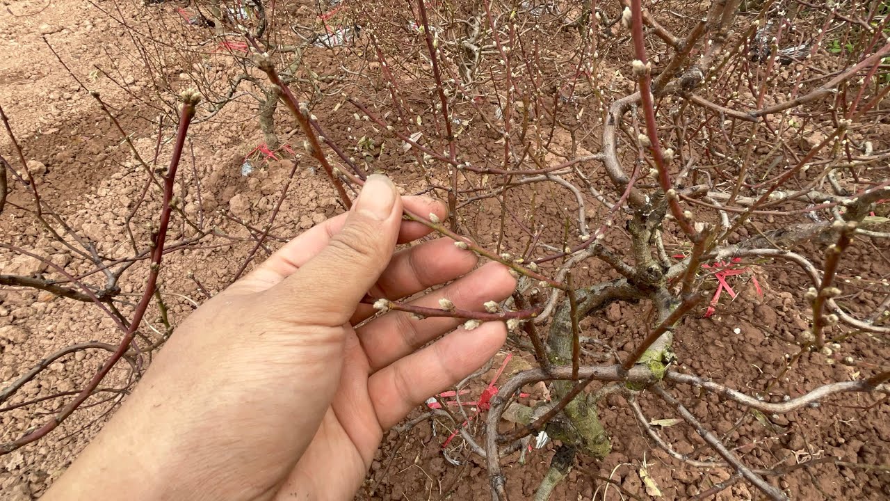 30/11 (18/01) - Đào tết năm 2026 nở sớm hàng loạt, thời tiết nguy hiểm các bác nên chú ý