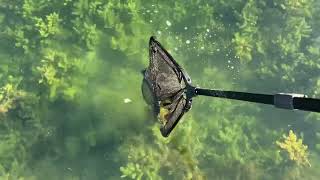 អណ្ដេីកនៅបឹង​ turtle at natural lake