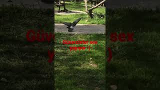 Güvercinler sex yapıyor  :)