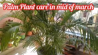 How we repot palm plant in march month || Plam Plant care #Plants #Decor #corner