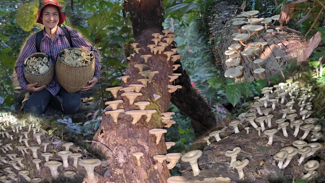 โพดโพๆๆ!! เห็ดบด ดอกสวยๆ หมาน 2 กะต่าเต็มๆ!! 2 ธันวาคม 2558 หมานหมานครับ