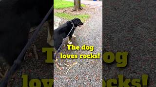 Secret envelopes and rock climbing ??!! Joke Time With Boomer The Dog 713 SHORT #shorts #dog #usa