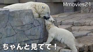 Polar Bear cub to fawn to mother 寝ちゃダメ！チェックするリラ