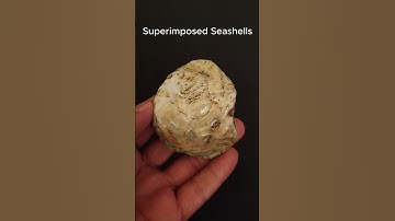 SOMETHING MARVELOUS. THE RARE FOSSIL OF SUPERIMPOSED SEASHELLS. #shorts #rare seashells fossil