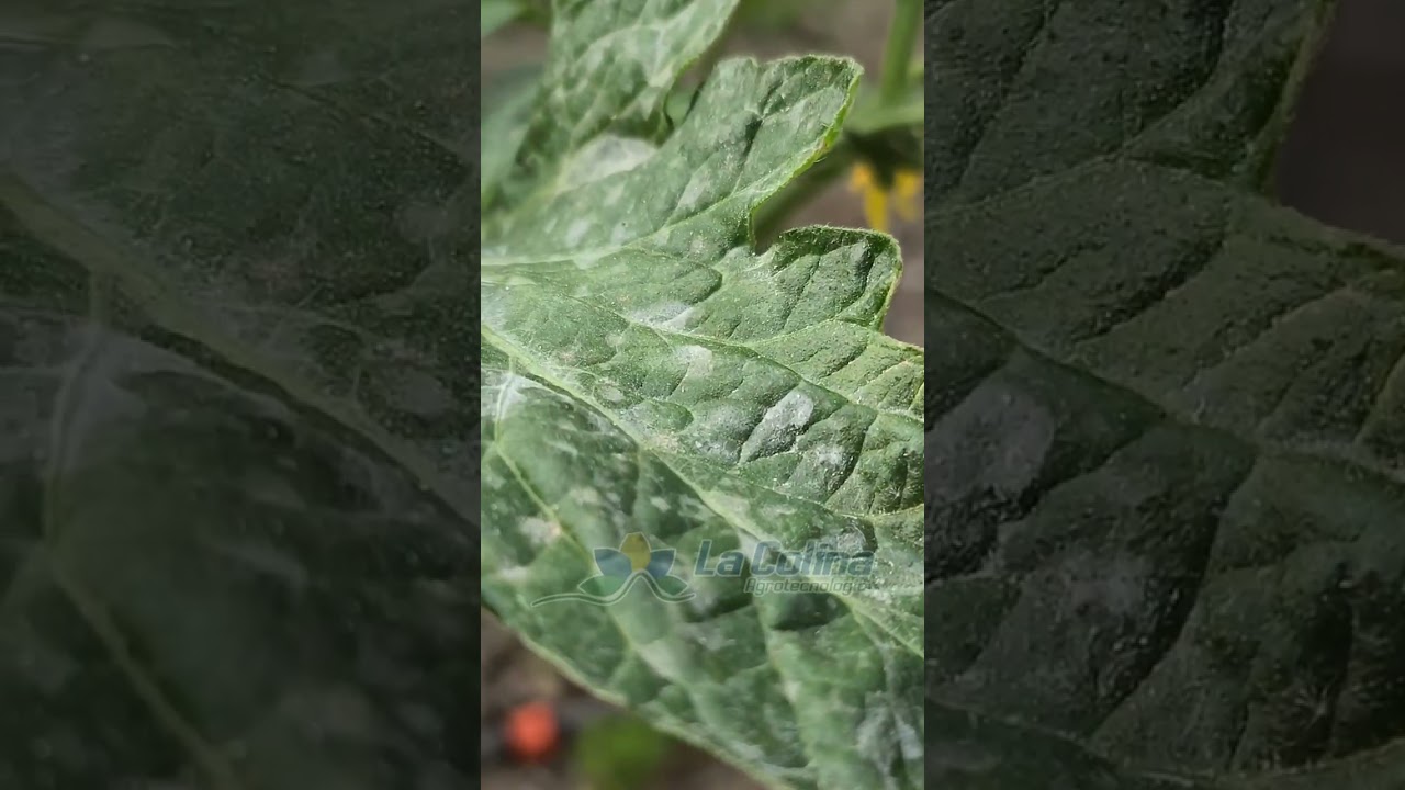 Cómo regar correctamente las plantas.