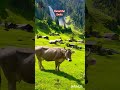 Switzerland in 4K | Most Beautiful Places to Visit in Switzerland 2025 Stunning Scenic Views #short