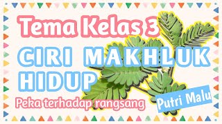 Daun Putri Malu Menutup