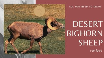 desert bighorn sheep facts 🐑 state mammal Nevada 🇺🇸mascot Universidad Autónoma de Baja California