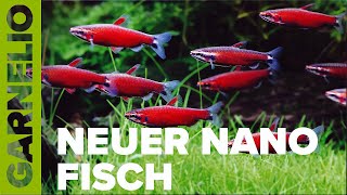 Bunter Neuzugang in der Aquaristik! Scharlachroter Zwergziersalmler - Nannostomus sp 