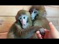 Play With Cute Baby Monkeys The ONLY Place In Japan Play With Cute Baby Monkeys The ONLY Place In Japan