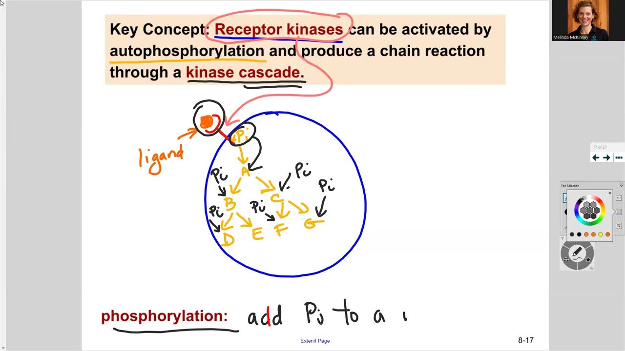 181 Ch9 Receptor Tyrosine Kinase and Secondary Messengers