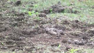 Blonde Ruiter Calidris Subruficollis Buff-Breasted Sandpiper - Keent Noord-Brabant 2025