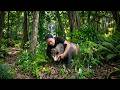 Detecting and tracking wild boars, setting traps for stream fish - Wilderness survival skills