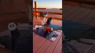 Download Lagu Pets React to a 3D Cliff Illusion Rug MP3