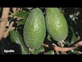 How to grow feijoas  mitre 10 easy as garden