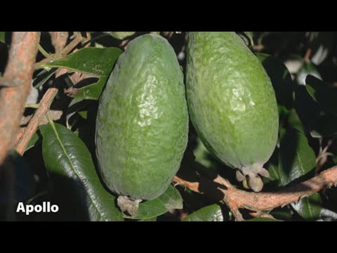 How to Grow Feijoas | Mitre 10 Easy As Garden