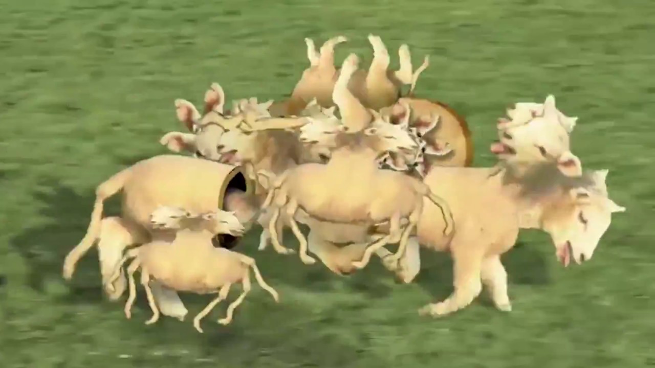 this is why you shouldn't eat animals - YouTube