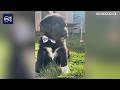 Ogden man gets 120 days in jail after throwing puppies from car window